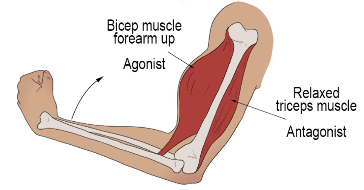 Muscle Lengthening vs Stretching: Which is Better?