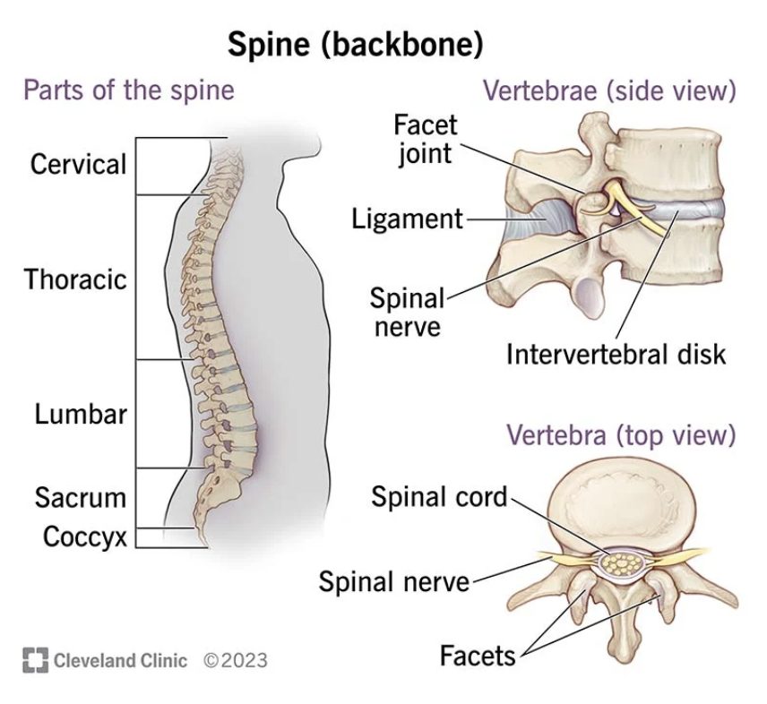 The Ultimate Guide to Understanding Back Pain