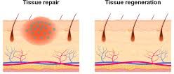 graphic comparing healing tissue vs restored function